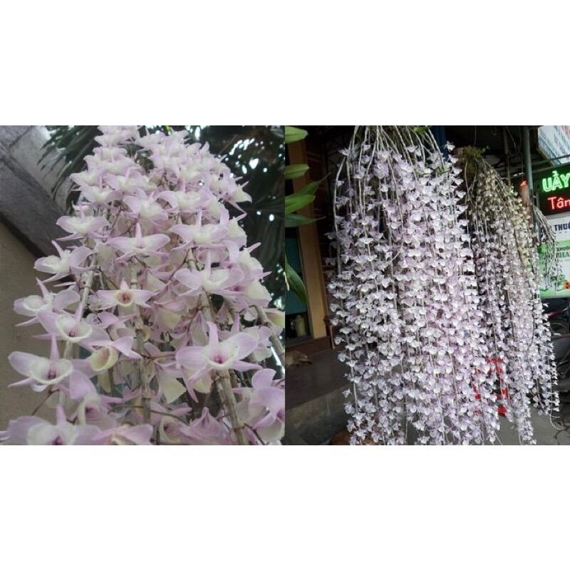 Hoa Lan hạc vỹ(1 khóm 2-3 thân)