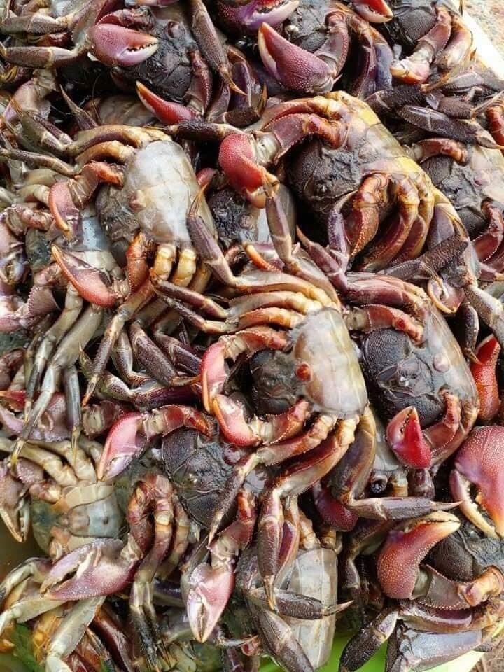 mắm Ba khía 500g loại 1