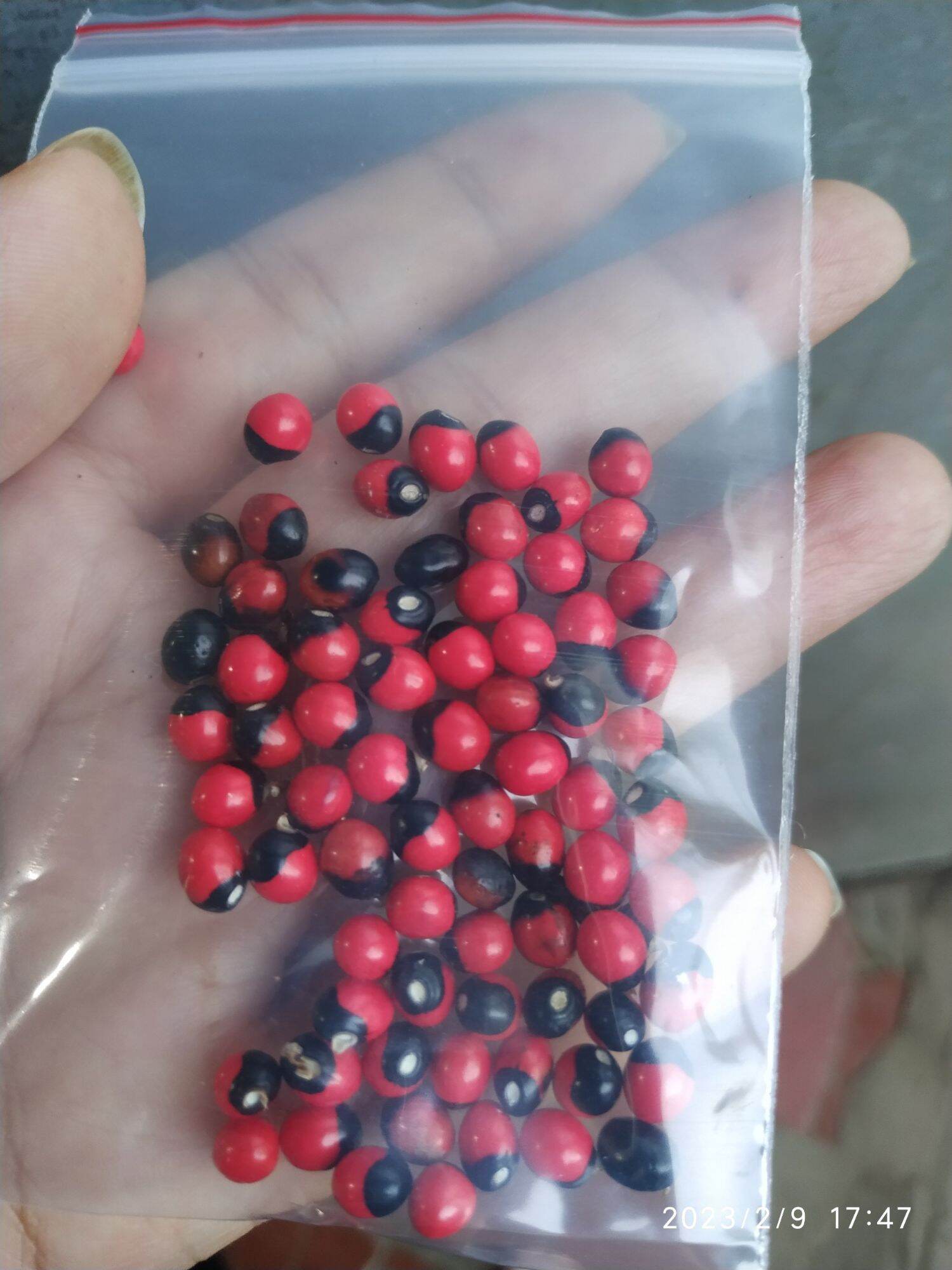 cam thảo dây 50 hạt