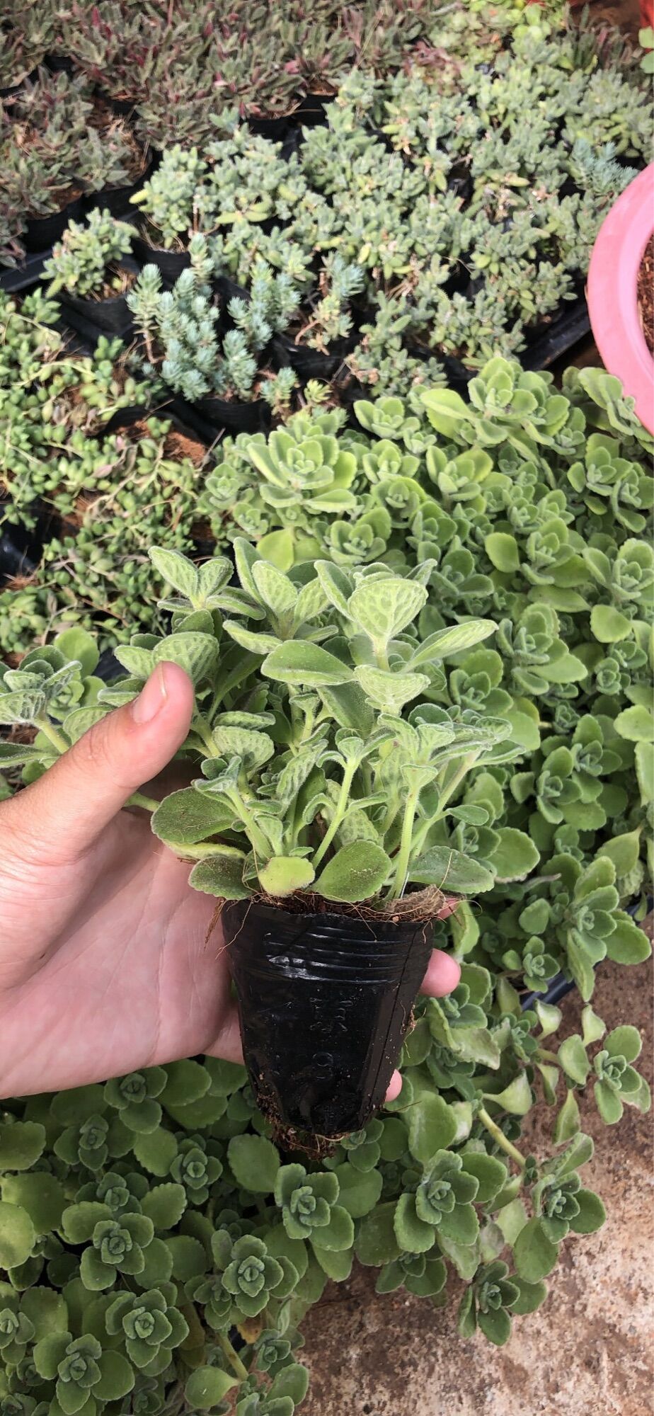 Sen thơm size bầu 3-5cm xuất vườn Đà Lạt
