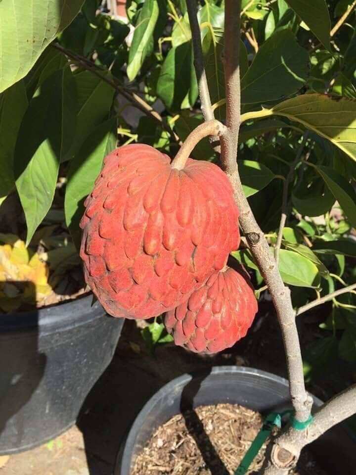 CÂY NA ĐỎ ÚC