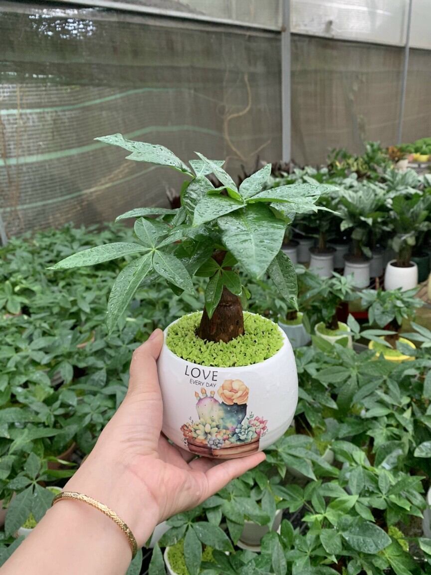 Cây Kim Ngân/ Cây phong thủy để bàn (Chậu sứ, cao 25-30cm)