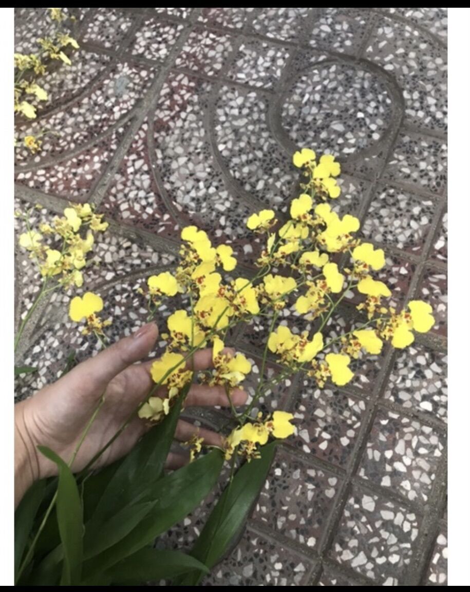 Vũ nữ vàng siêng hoa cây giống