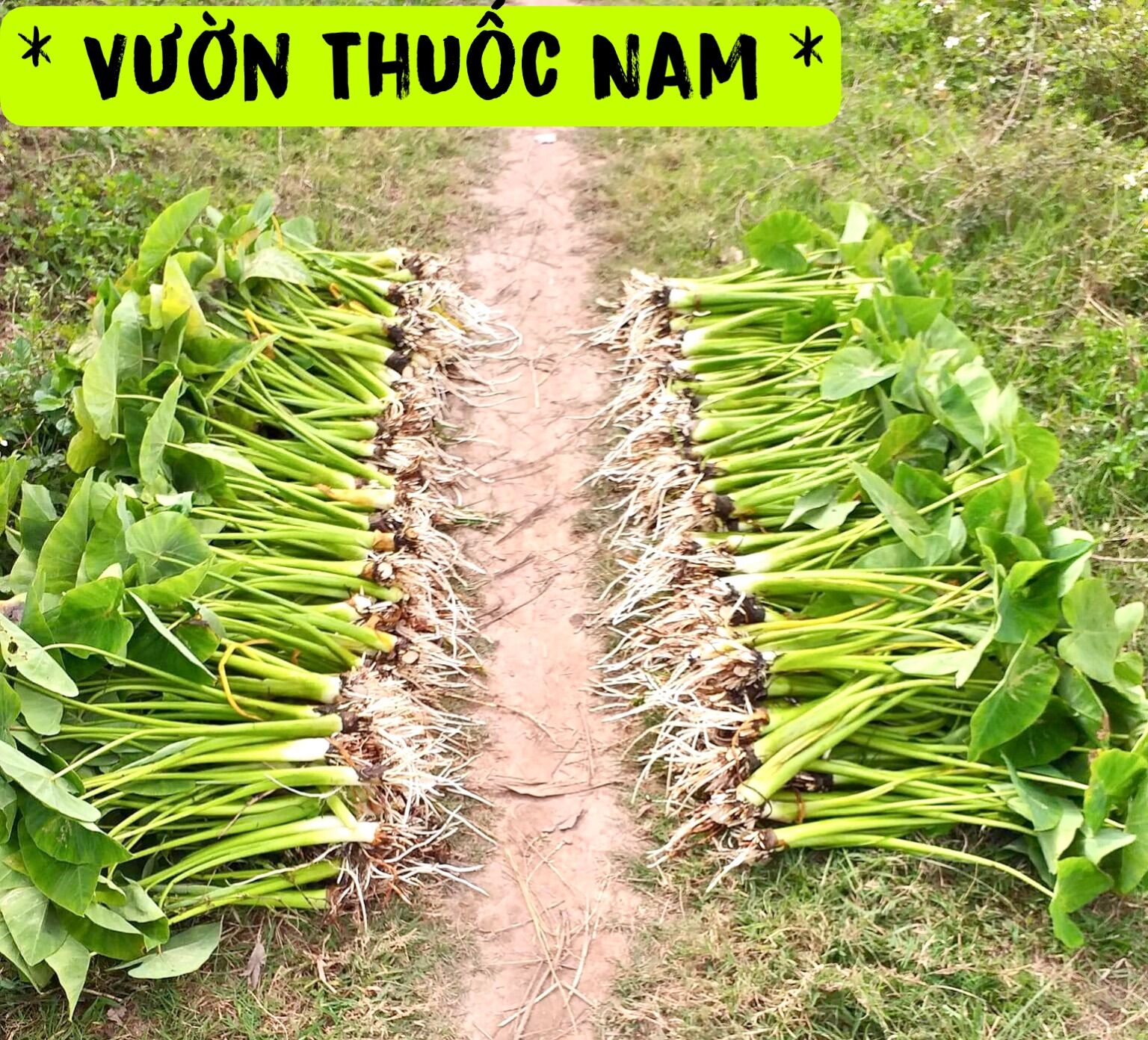 Cây môn ngọt thái siêu ngó ,cây môn ngọt thái làm giống