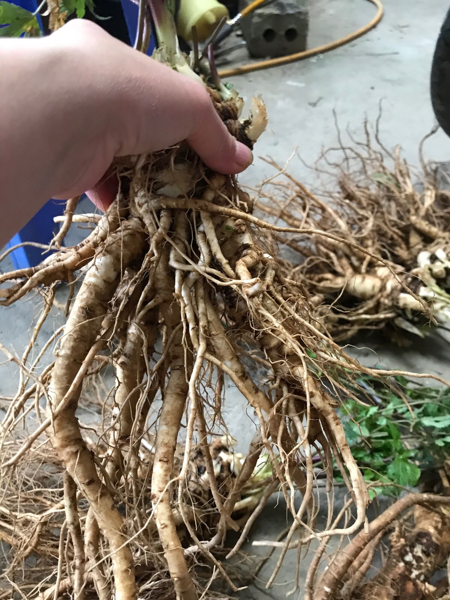 sâm đương quy tươi Tây Bắc (shop bán từ 3kg) (50k/1k)