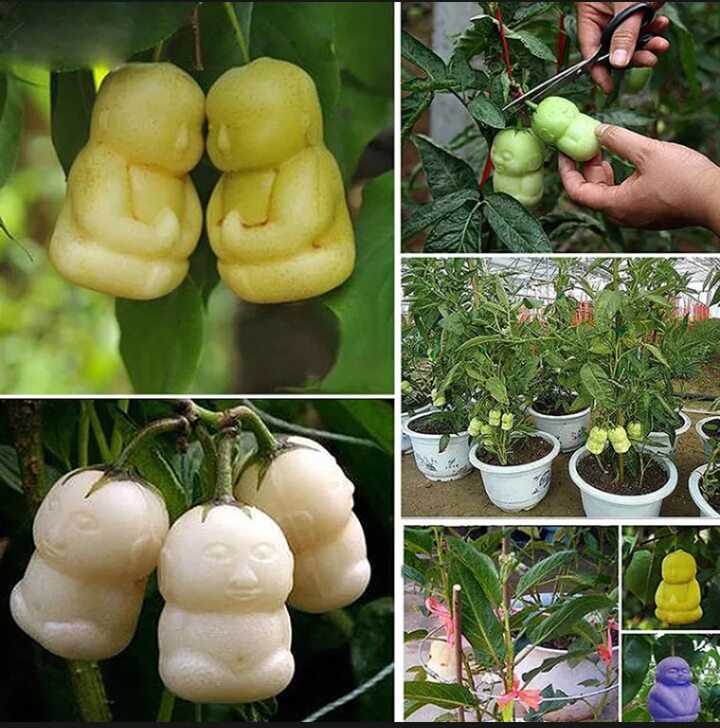 Gói 200 hạt giống cây quả Nhân sâm truyền thuyết