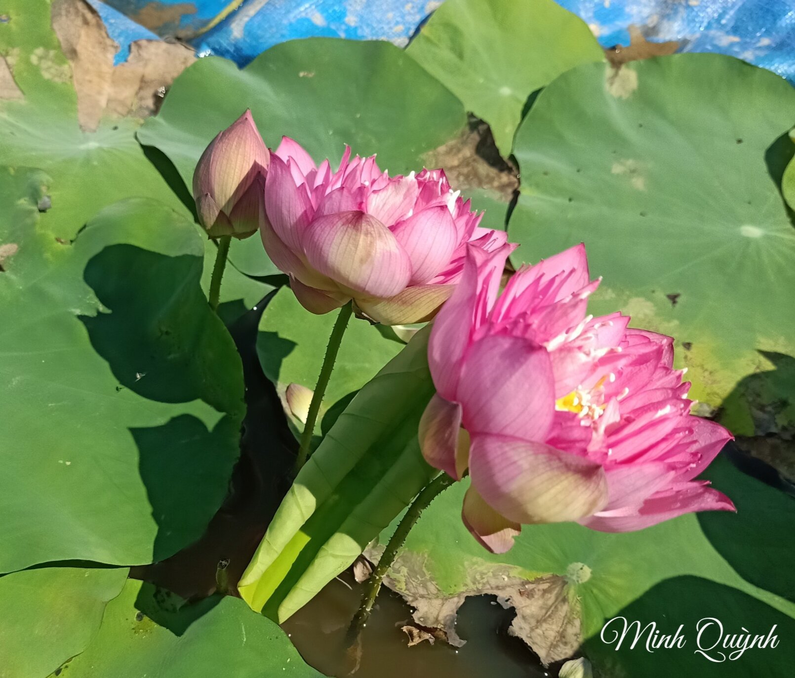 Củ sen mini Little Dragon (siêu nụ)