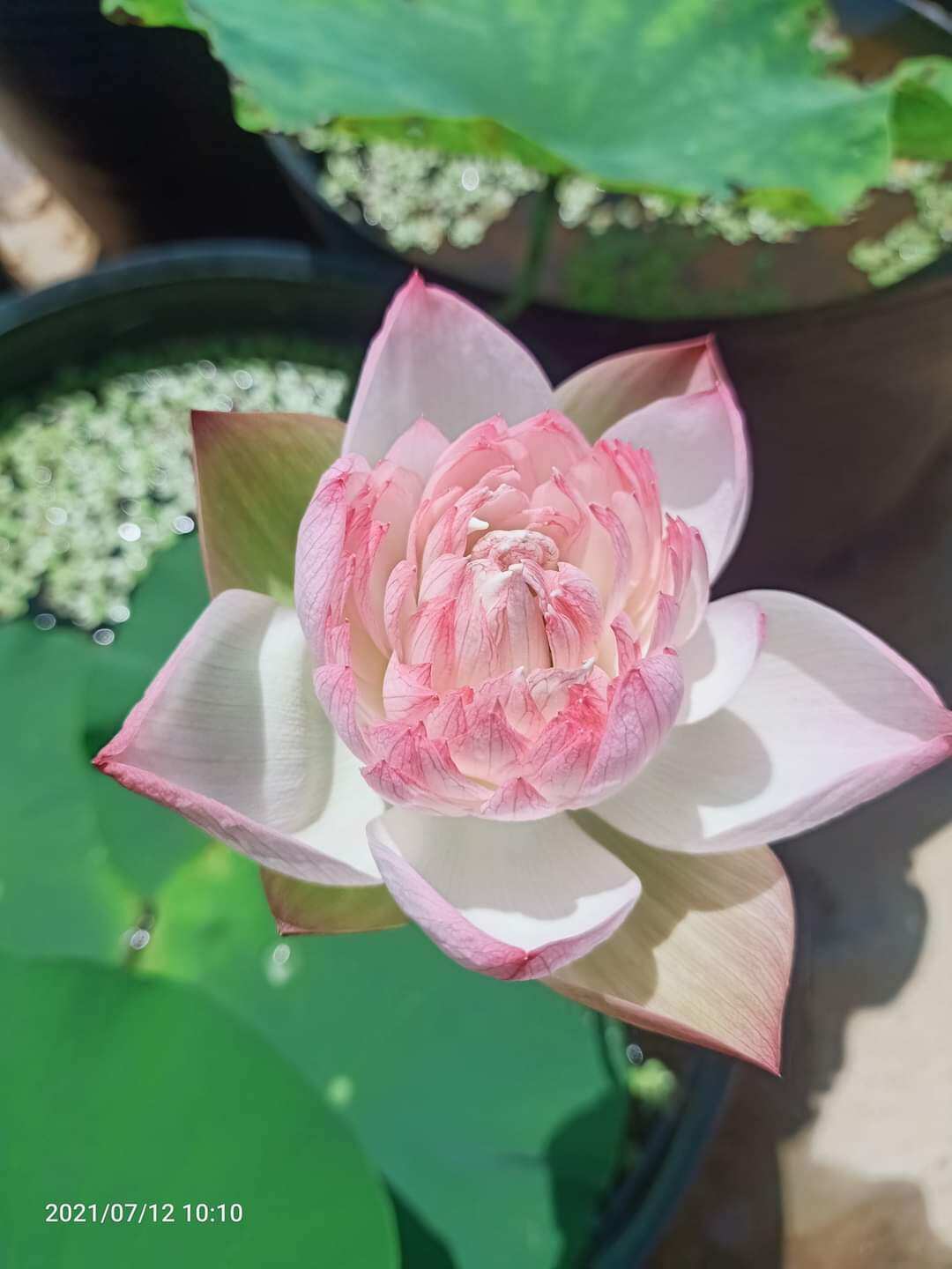 Củ giống sen super siêu sai hoa
