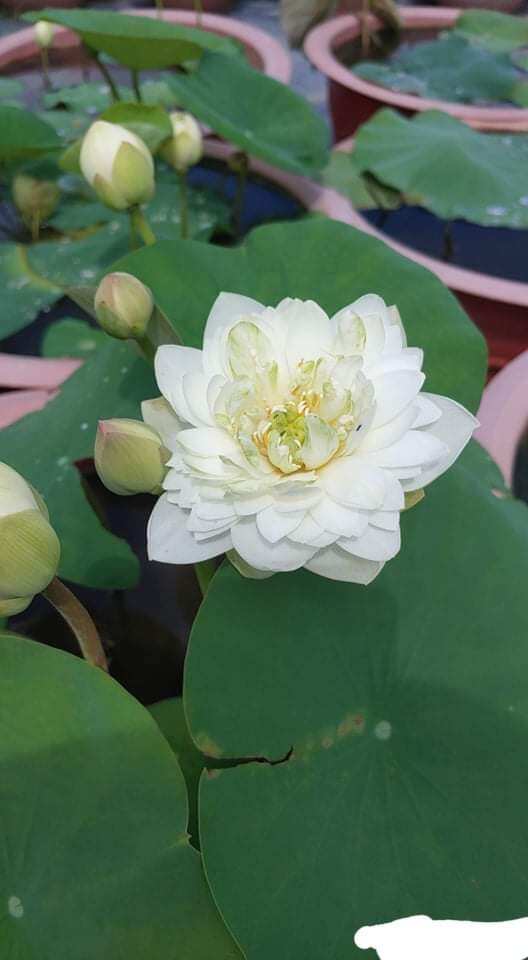 Củ sen giống - sen trắng siêu bông