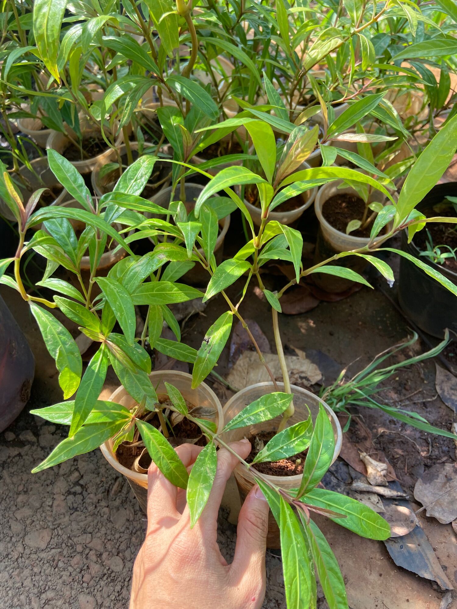 Cây hoàn ngọc đỏ