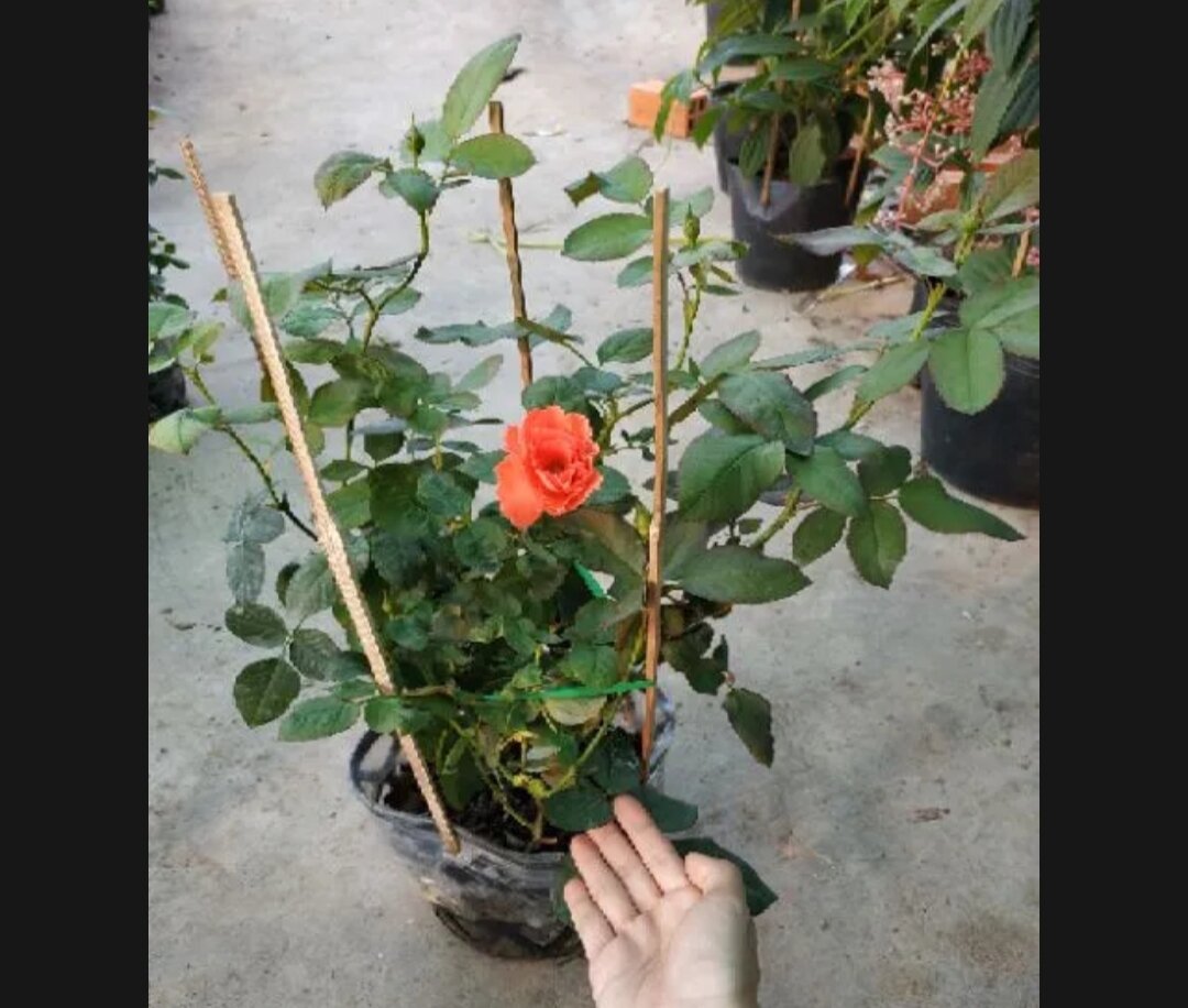 1 bầu giống hoa hồng lửa sa đéc