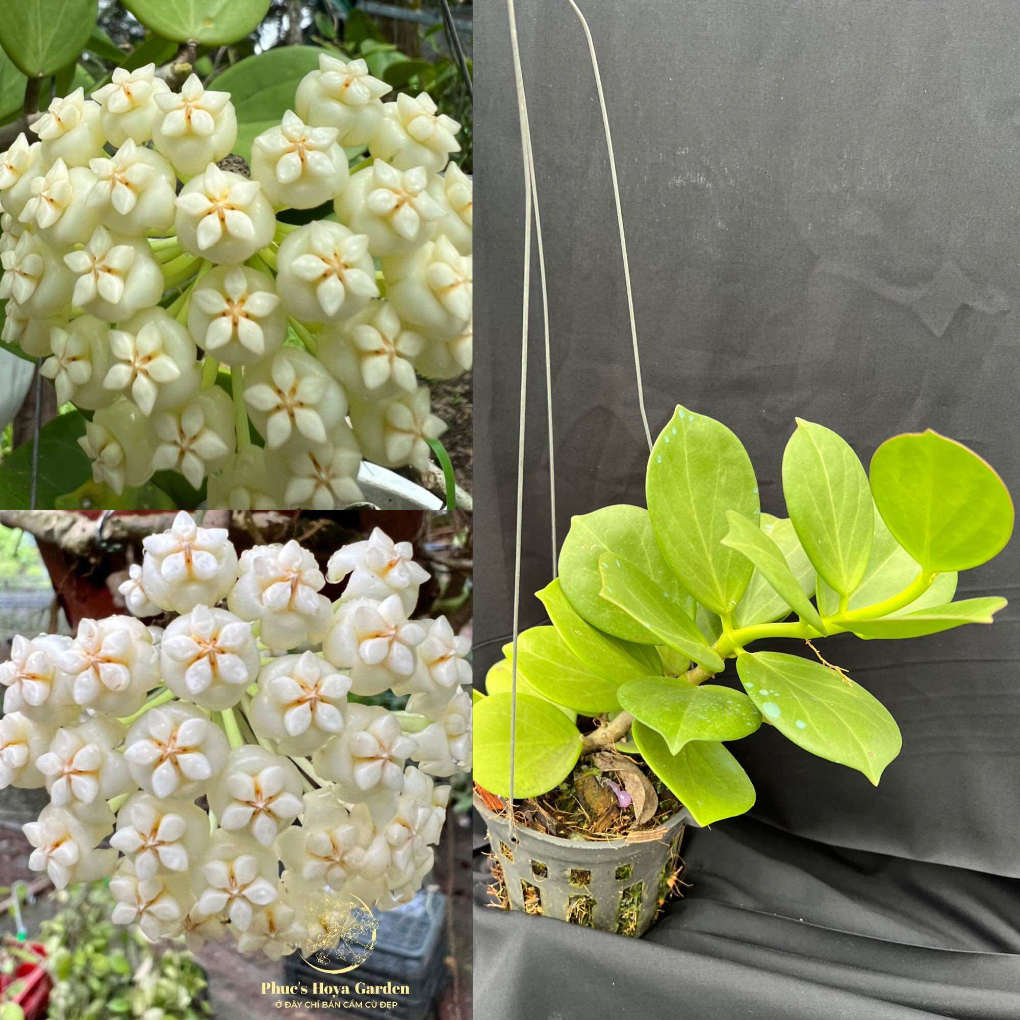 Chậu Cẩm cù Hoya pachyclada white nhiều kích thước