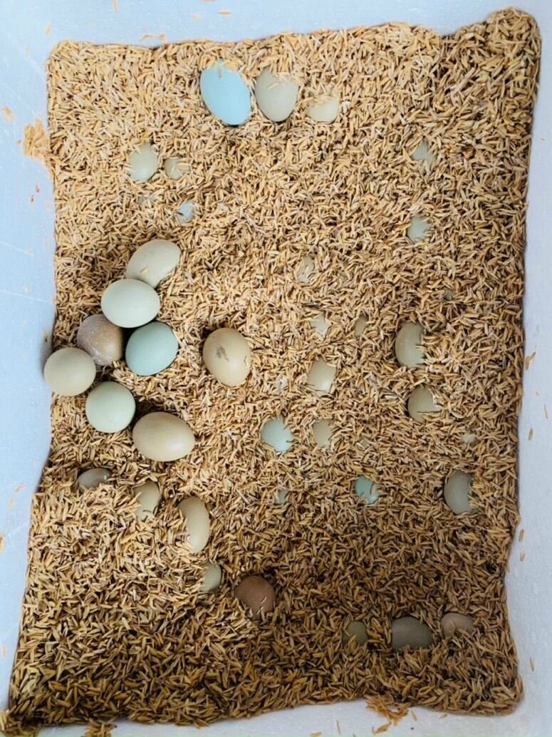 5 quả trứng chim tri đỏ ăn (ăn rất bổ ạ)