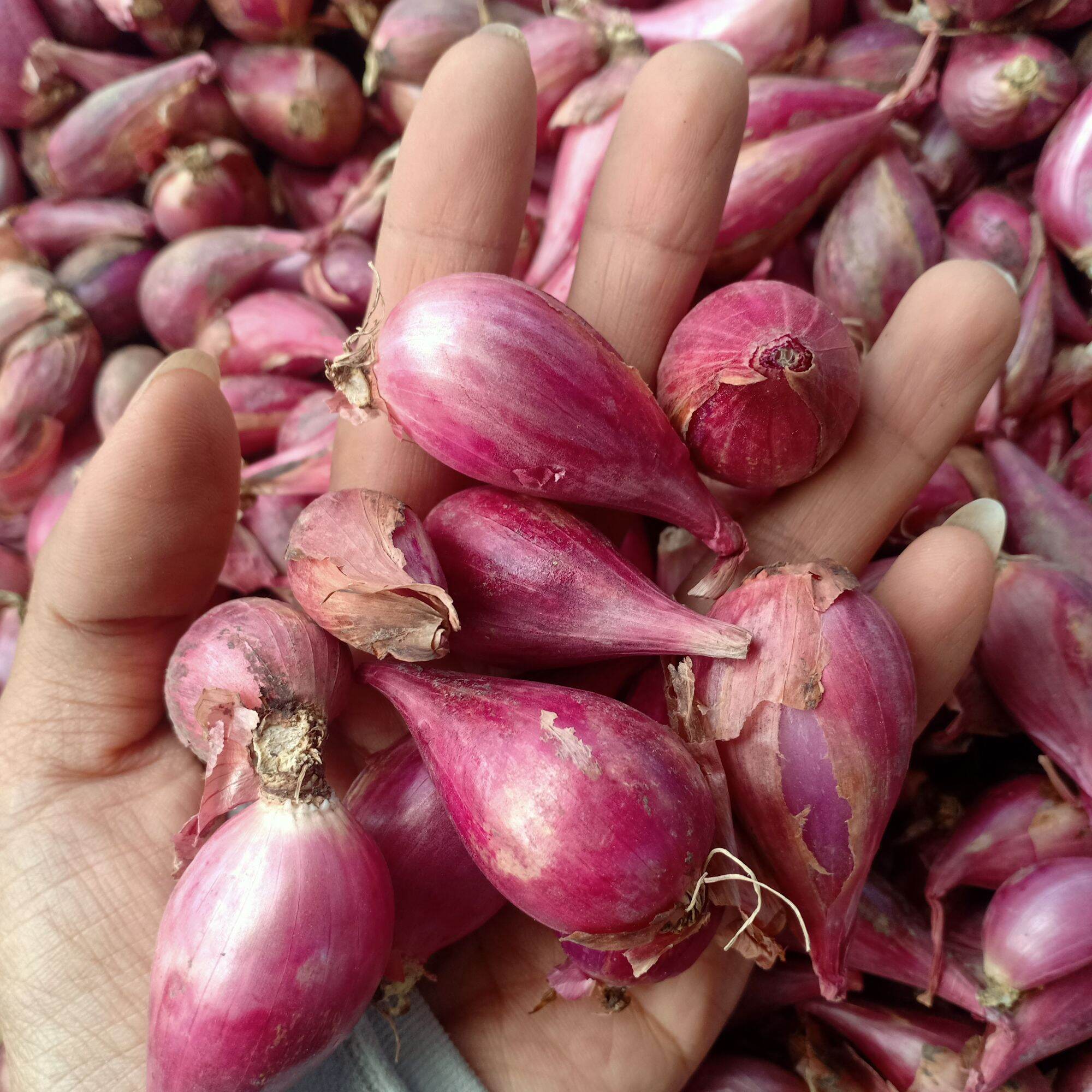 Hành tím Phan Rang chất lượng 1kg