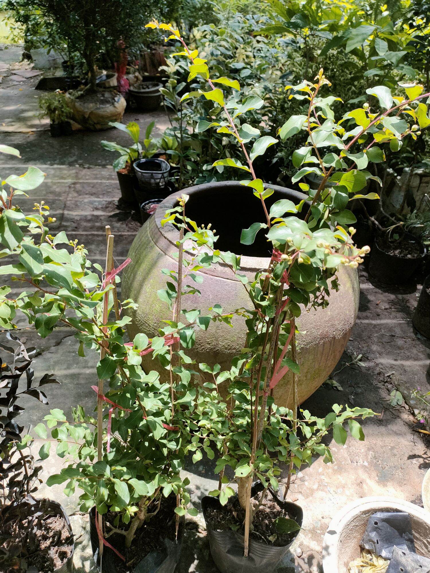 Cây tường vi hồng
