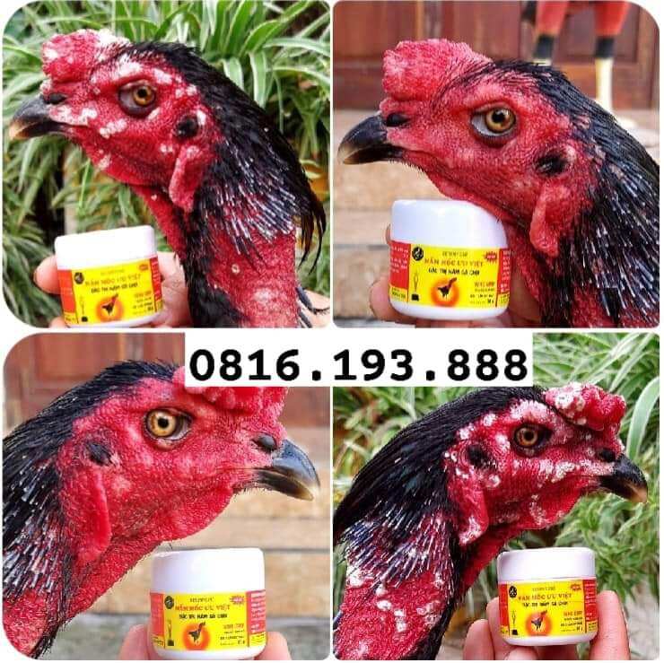 Mốc ưu việt - thuốc gà ưu việt