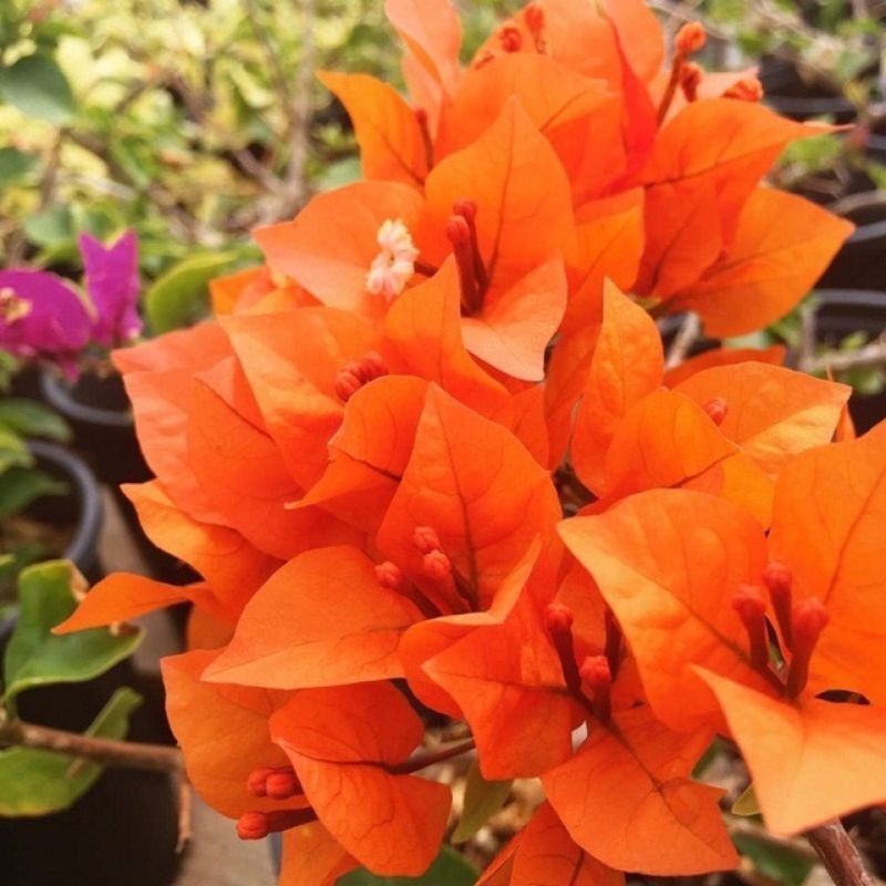 5 CÂY HOA GIẤY MIX ĐỦ MÀU