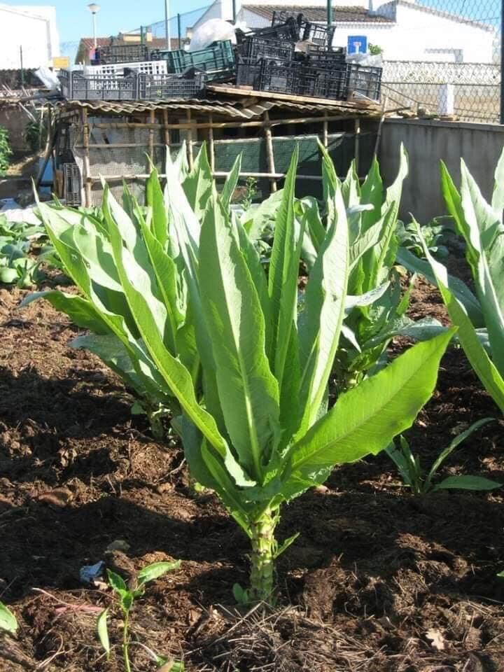 HẠT GIỐNG RAU DIẾP NẾP XANH TÍM