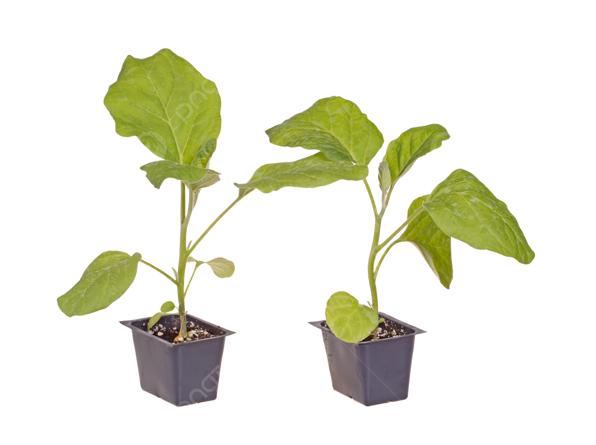 cây giống cà tím.
