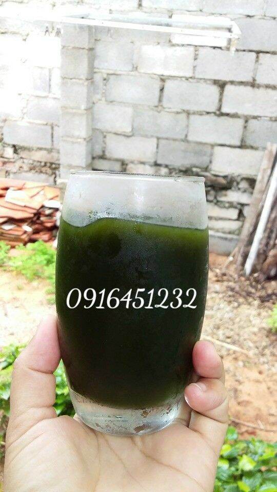 1 kg (10 gói) lá sương sâm lông khô tặng bột nang mực