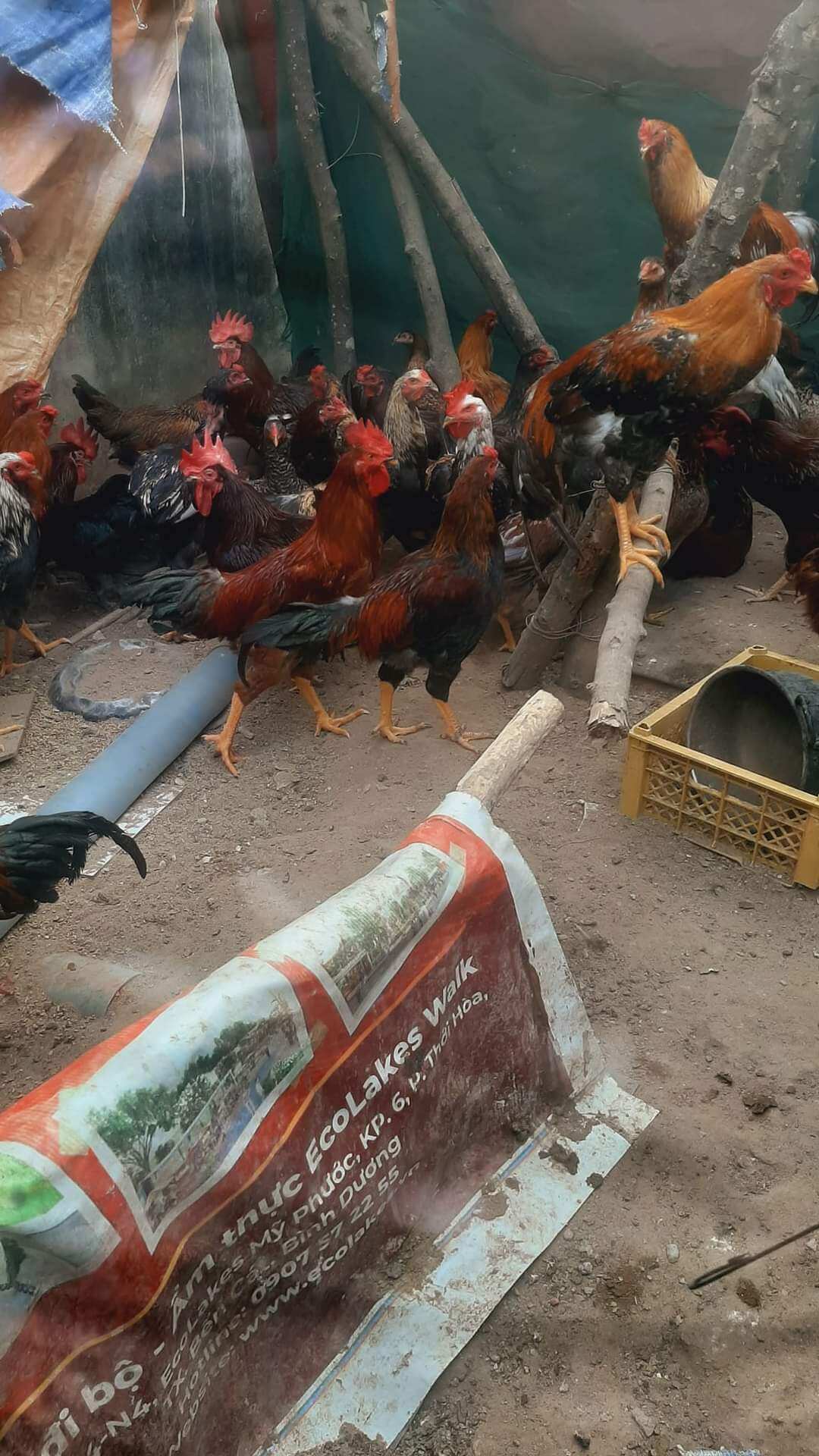10 trứng gà nòi ấp nở. bao tỉ lệ ấp cho khách