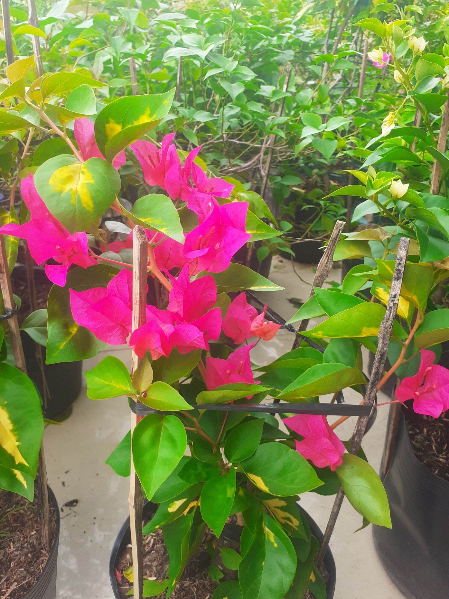 Cây Hoa giấy phượng hoàng lửa