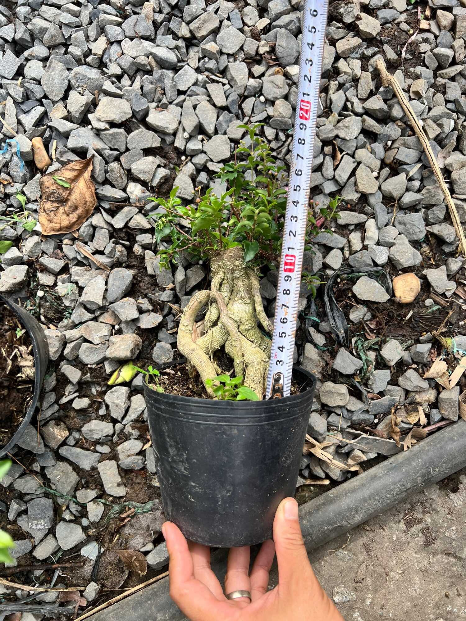 Hồng Ngọc Mai bonsai mini