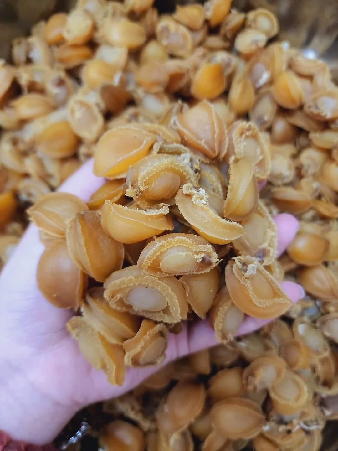 Bào ngư khô mini 100g