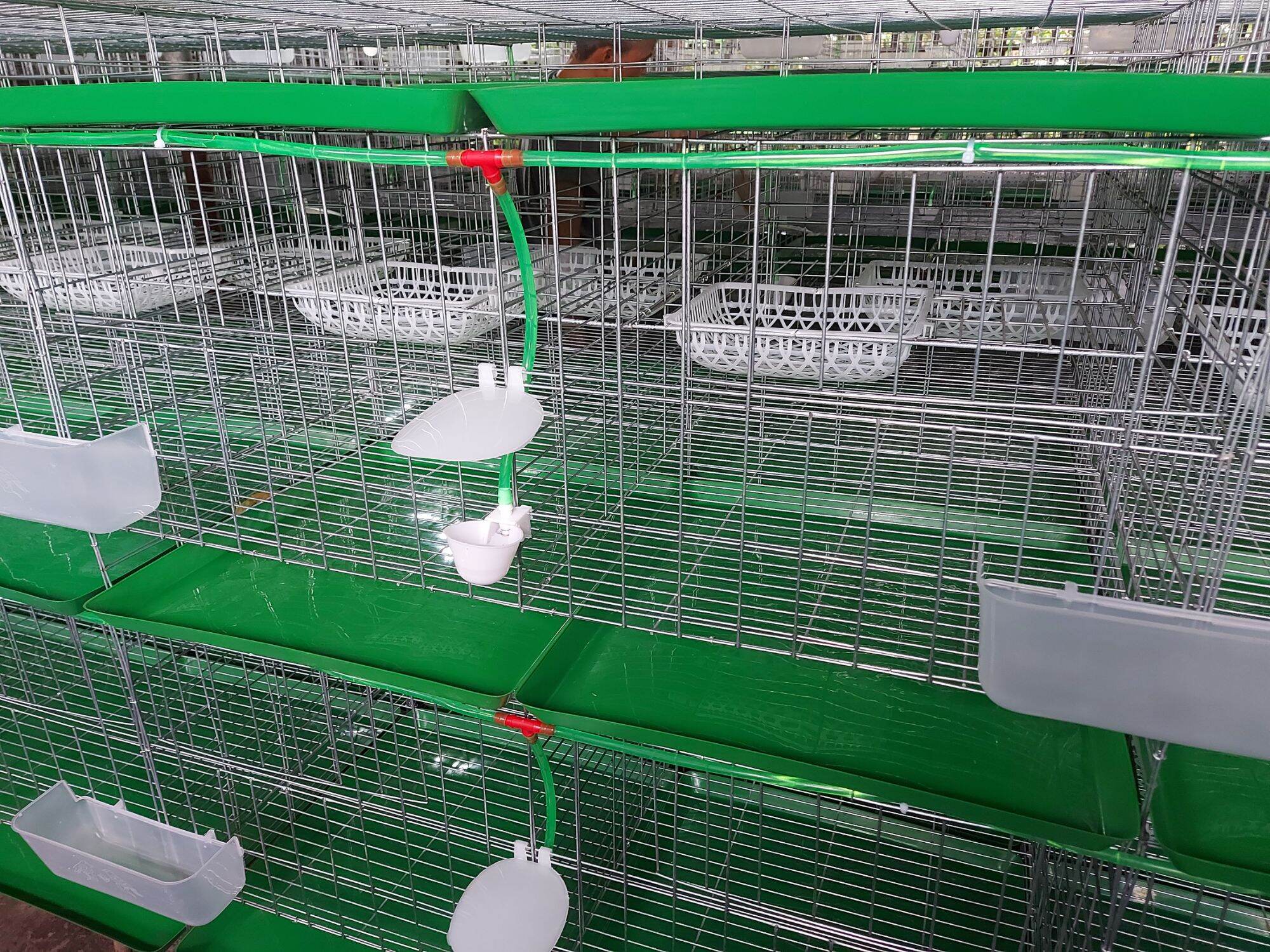 Lồng bồ câu 50x1m