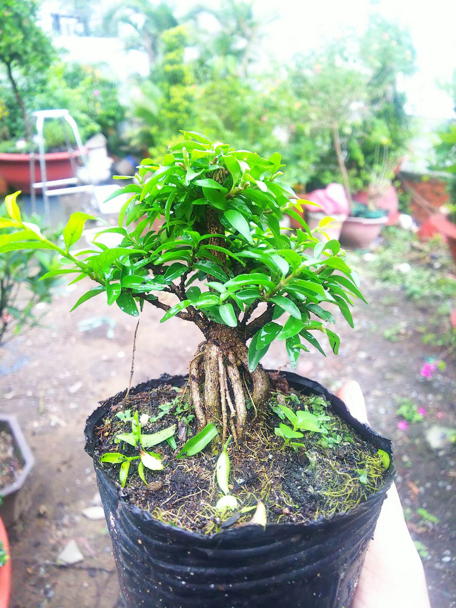 Mai chiếu thủy bonsai mini Tặng  phân tan chậm.
