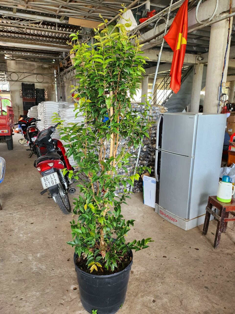 Cây Nho Thân gỗ tứ quý 12 vụ đang trái