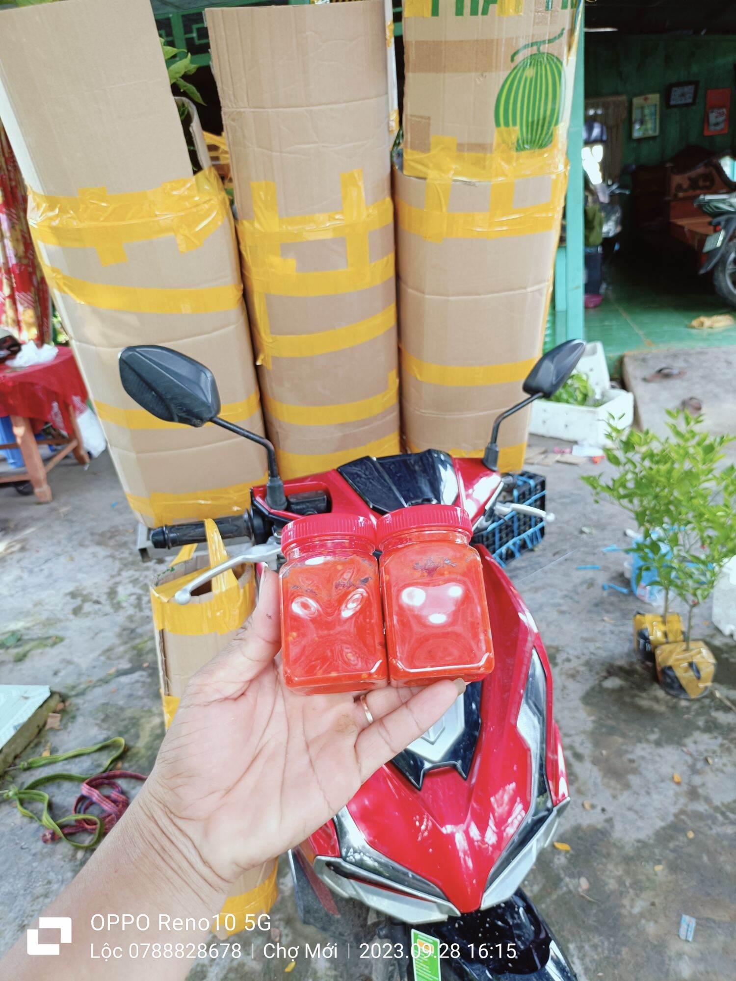 ỚT TRÁI TIM (ỚT GIỌT NƯỚC) CÂY GIỐNG