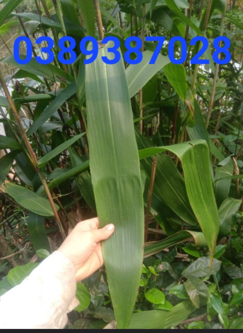 Lá chít khô,1kg