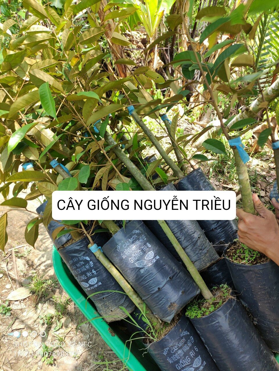 Cây giống sầu riêng ri 6 cái mơn