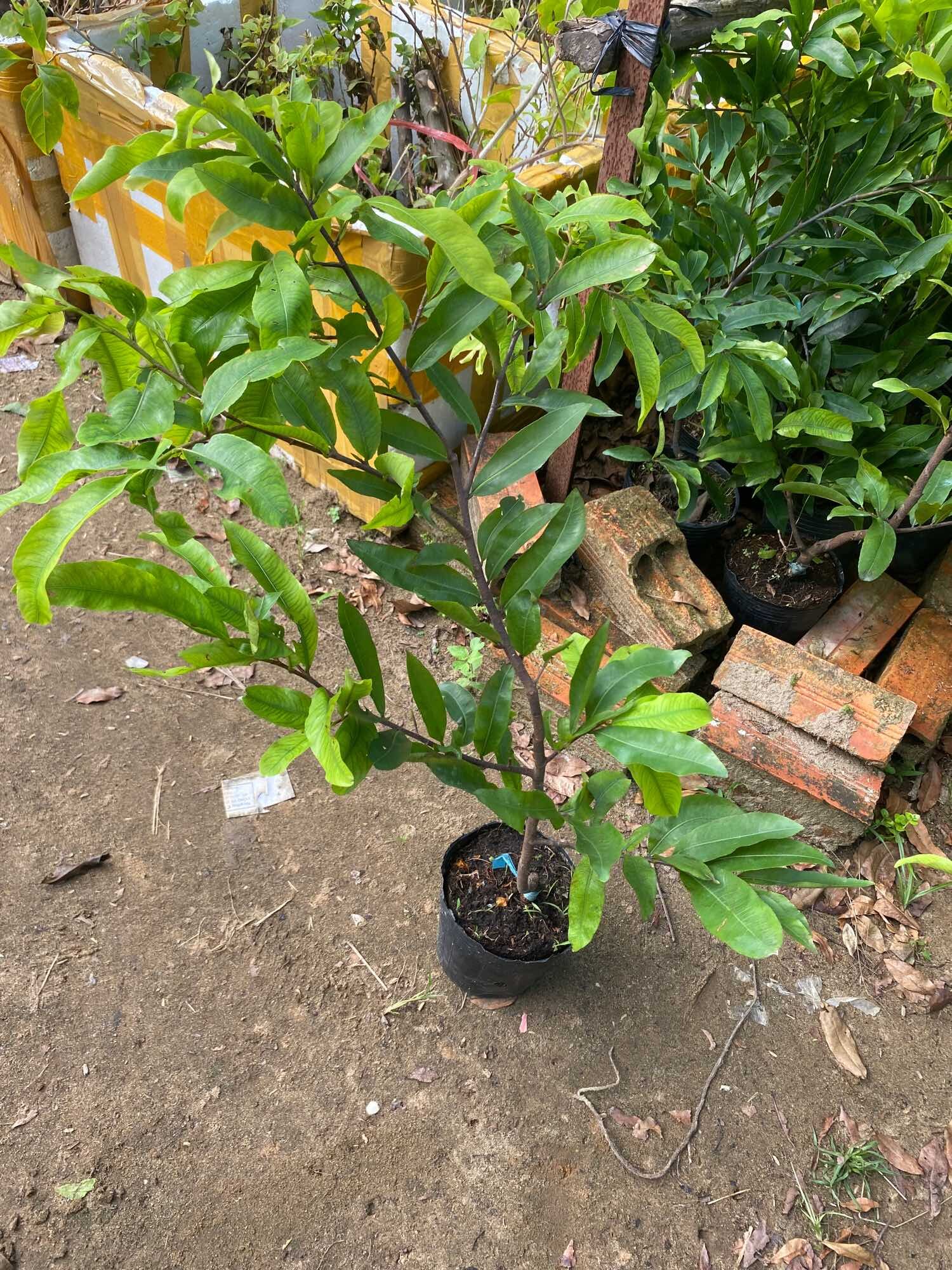 Combo 3 Mai vàng cúc thọ hương ( cao 30- 40 cm)
