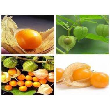 1kg cây tầm bóp khô (cây thù lù) HB193