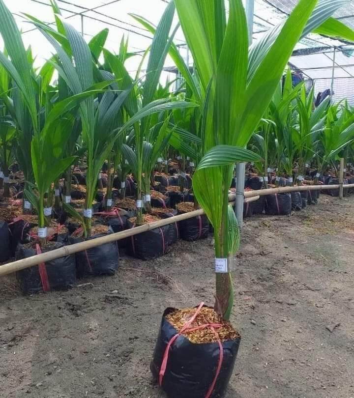 CÂY GIỐNG DỪA LÙN SIÊU TRÁI