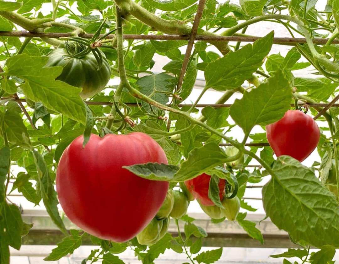 20 HẠT GIỐNG CÀ CHUA TRÁI TIM NHẬP KHẨU NGA