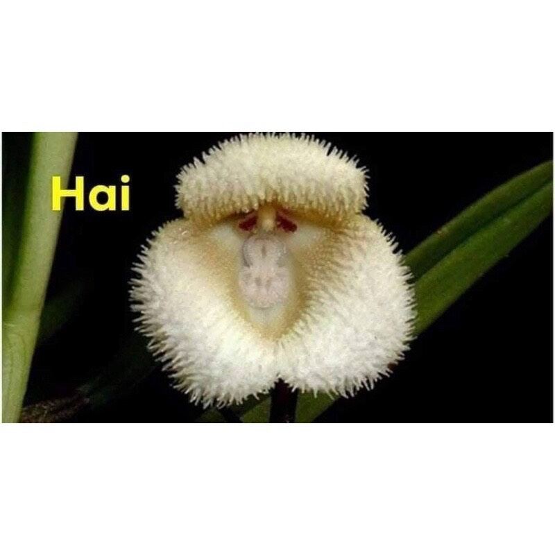 hoa lan mặt khỉ (khóm như hình cuối)