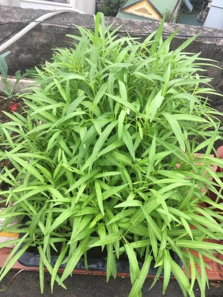 100g Rau muống lá tre