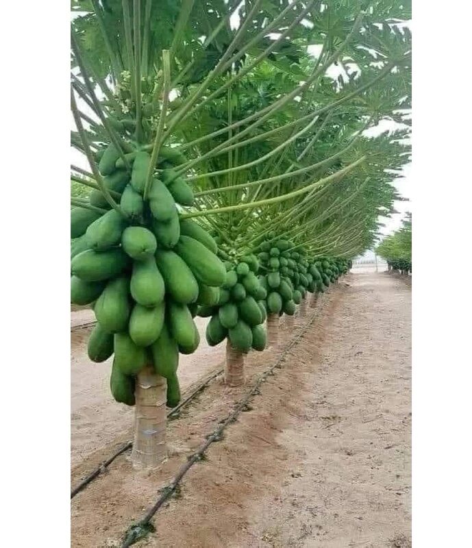 Cây giống đu đủ lùn ruột đỏ siêu trái