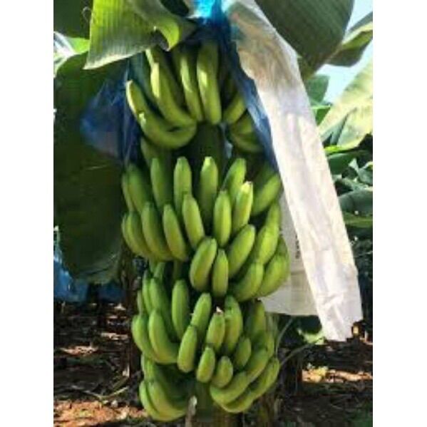 Câu giống chuối già cao 50cm