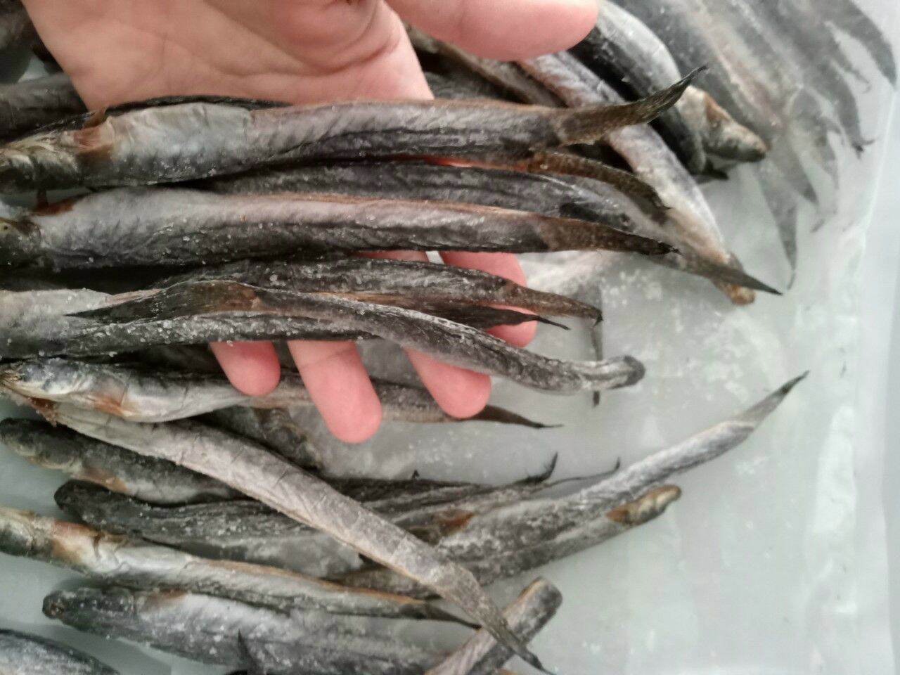 500 gr khô cá kèo 1 nắng tươi ngon