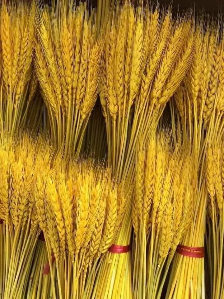 BÔNG LÚA MẠCH VÀNG 100 bông