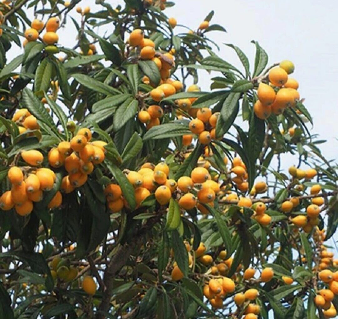 CÂY LÊ KI MA  (cây giống)