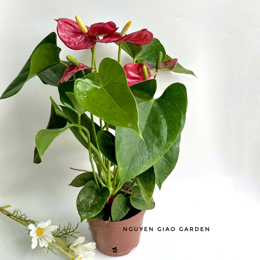 Cây Hồng Môn Đỏ, Cây Đại Hồng Môn Chậu Nhựa