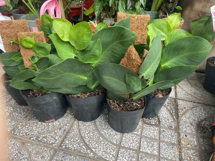 Cây dây leo tường kắt Kè