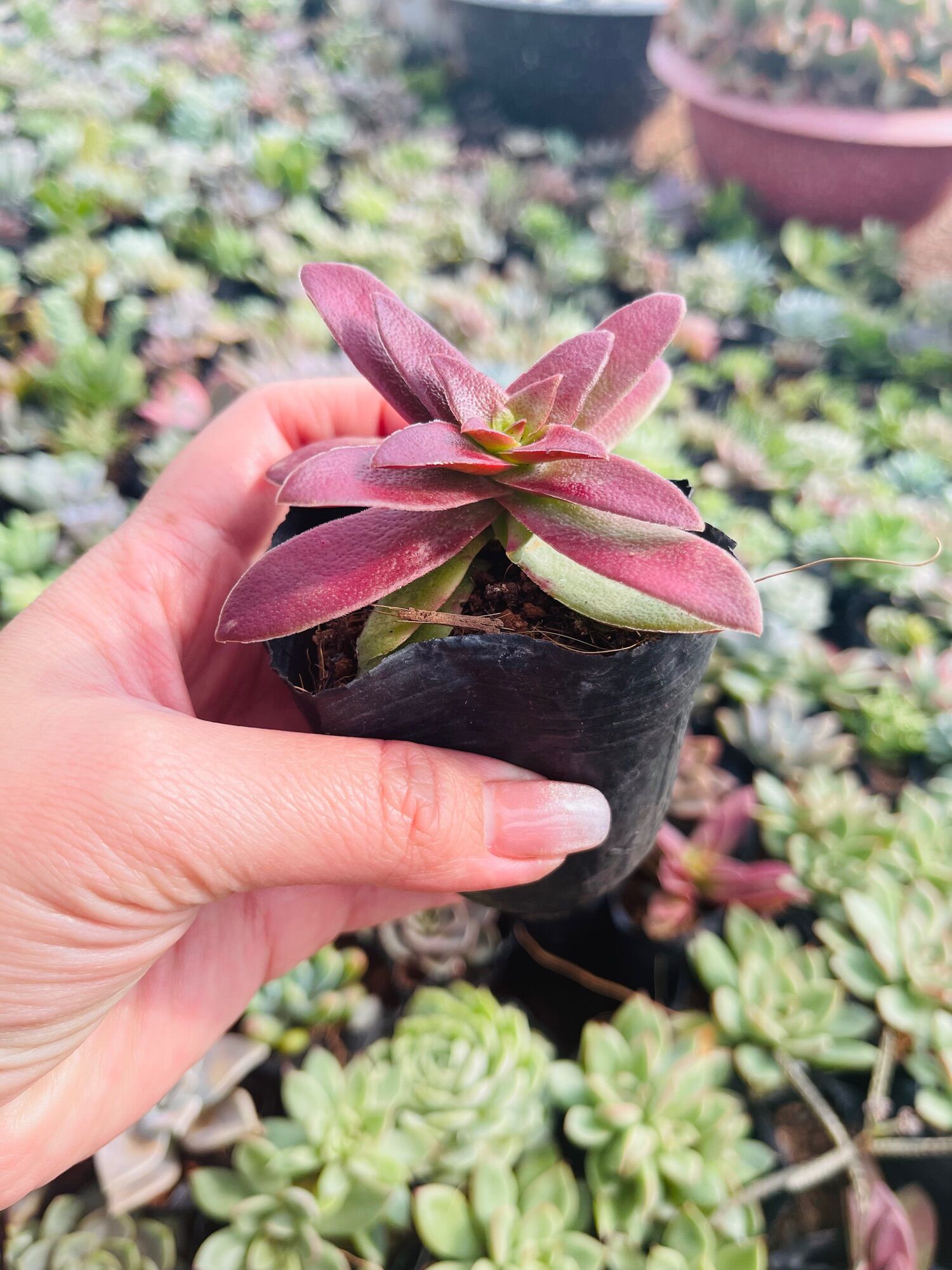 Sen đá tứ phương size bầu 3-5 cm xuất vườn đà Lạt