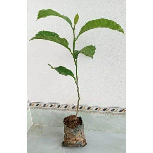 CÂY CHAY GIỐNG (CÂY TO NHƯ ẢNH SỐ 4)