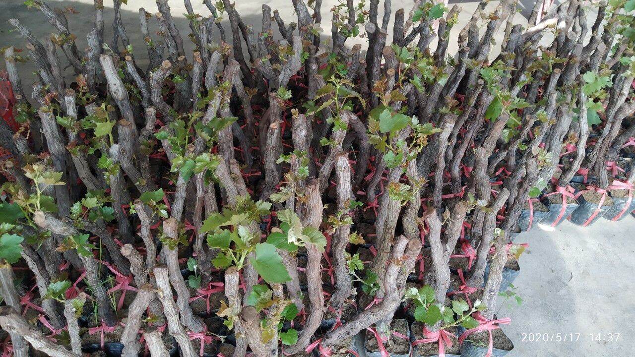 Cây nho giống xanh, giống đỏ Ninh Thuận , phù hợp với khí hậu đất đai ở nhiều nơi trong cả nước.